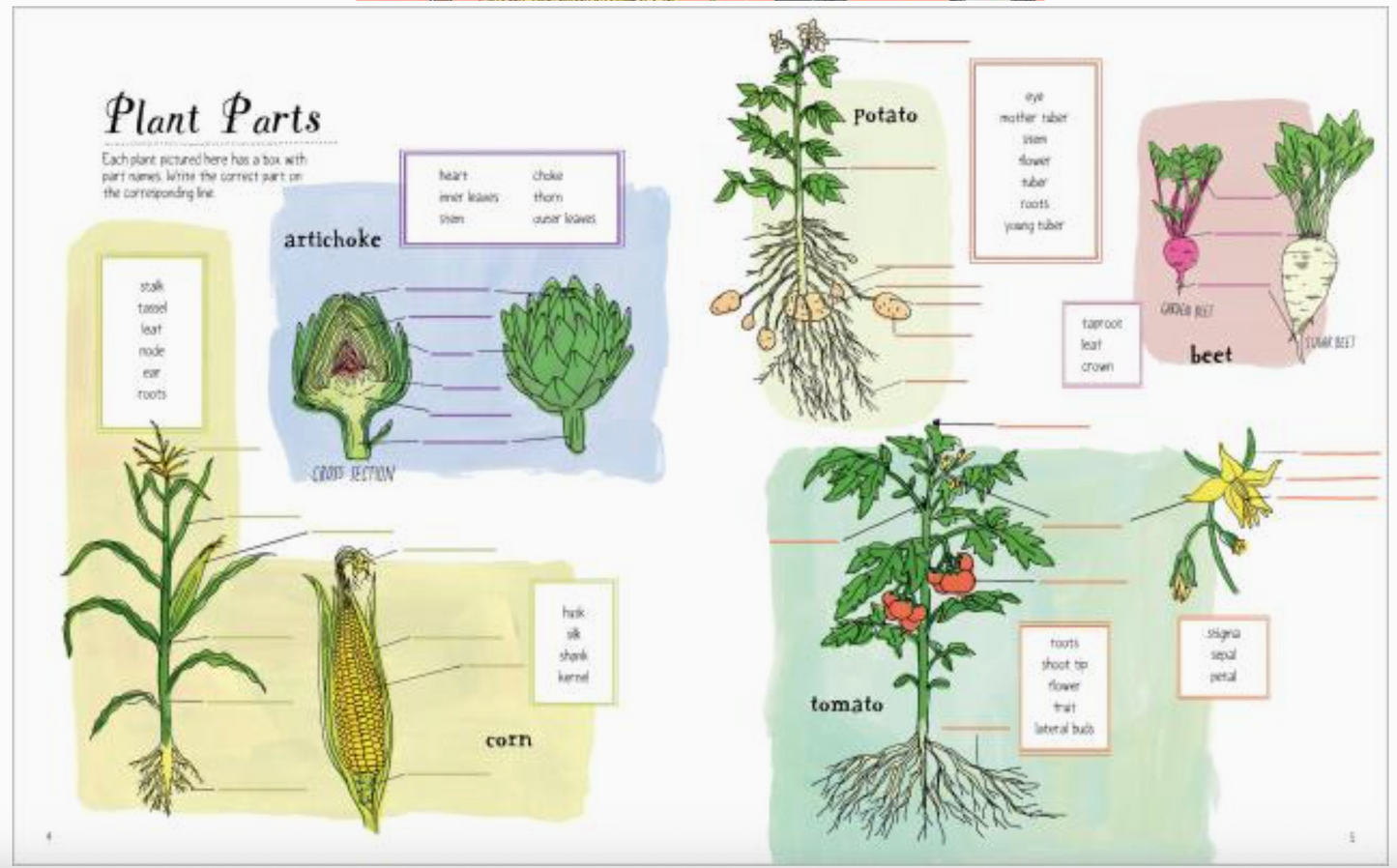Farm Anatomy Activity Book